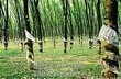 Thái Lan hoãn bán lượng cao su tồn kho còn lại đến cuối năm